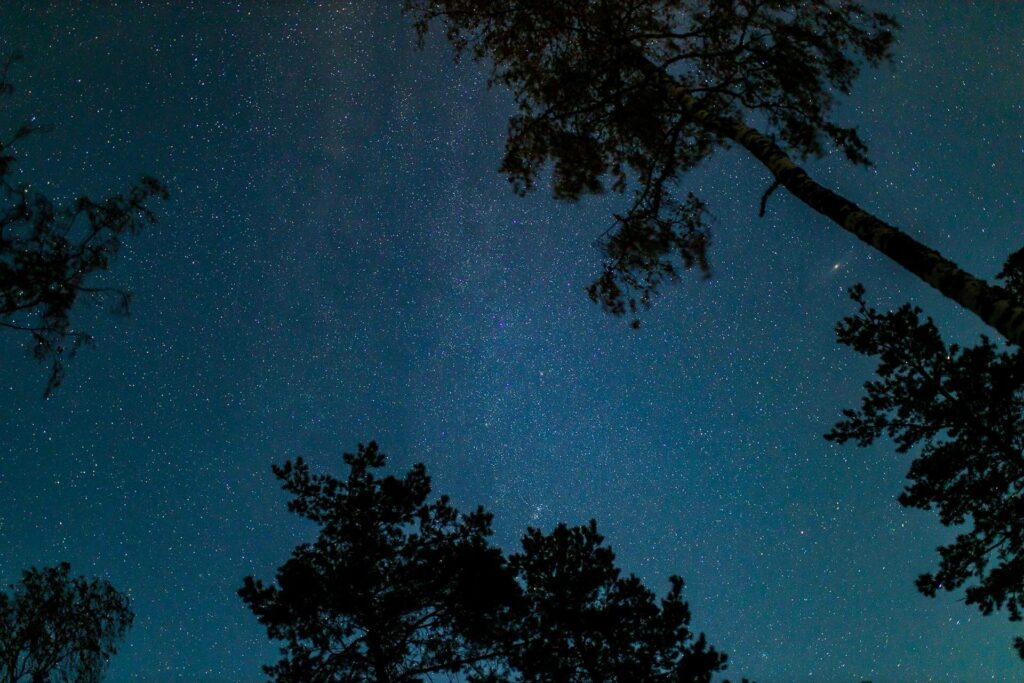 bottom view of night sky with stars and treetops
