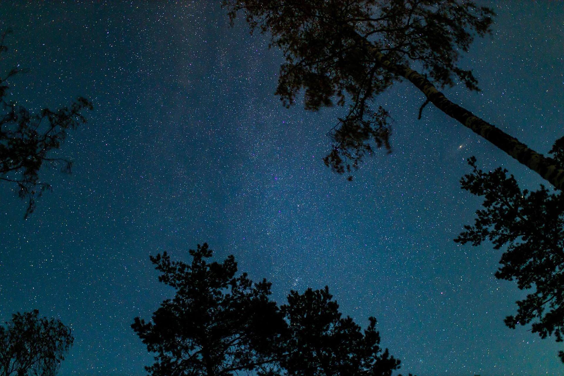 bottom view of night sky with stars and treetops