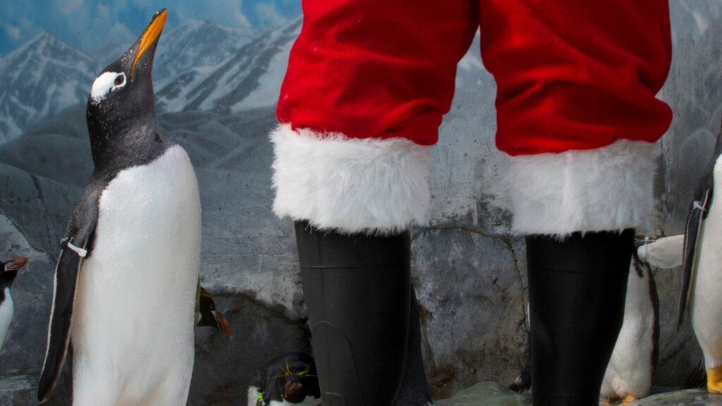 Penguin standing beside Santa Claus boots during Holidays at the Tennessee Aquarium in Chattanooga