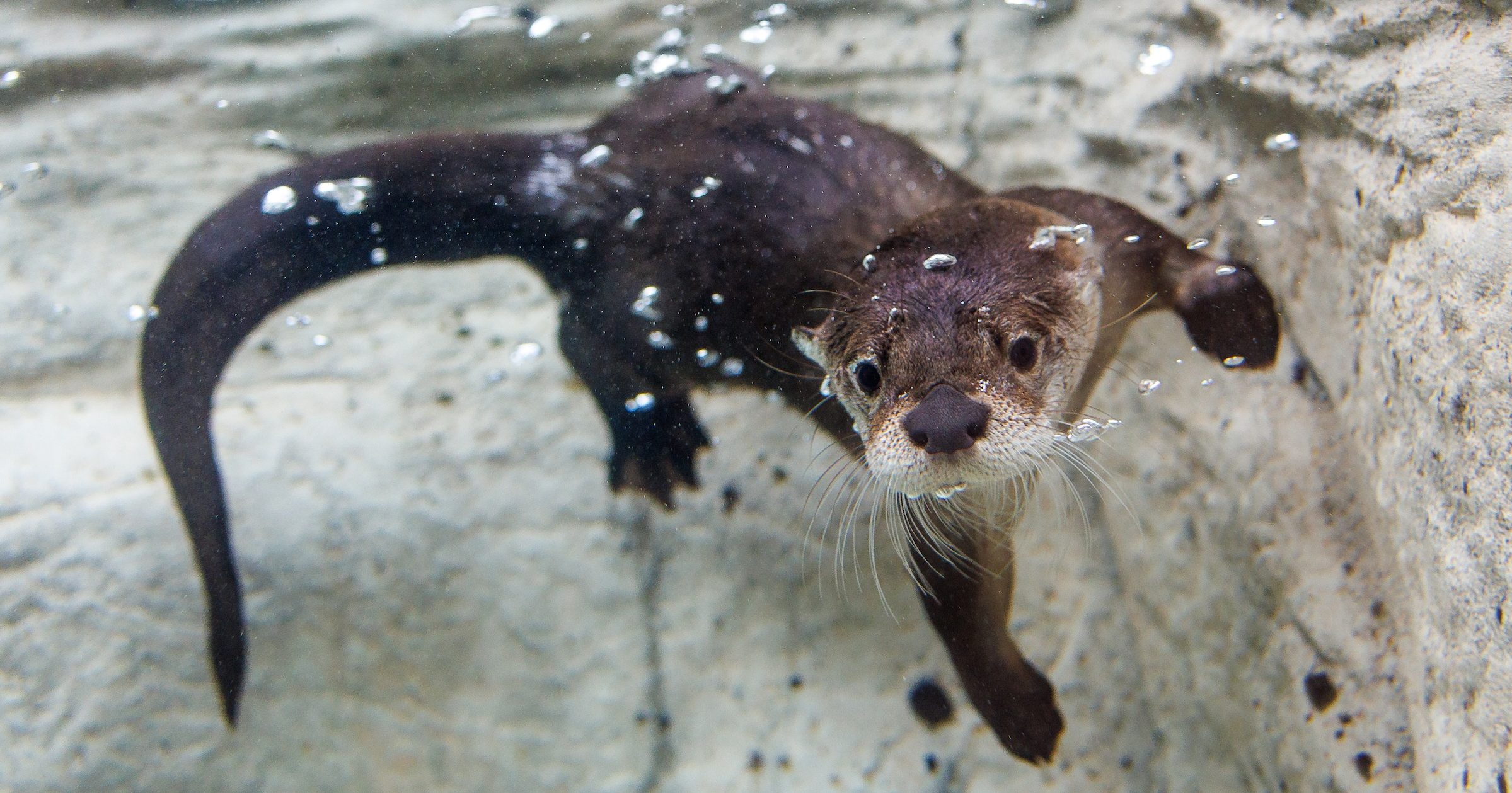 River otter swimming underwater at the Tennessee Aquarium